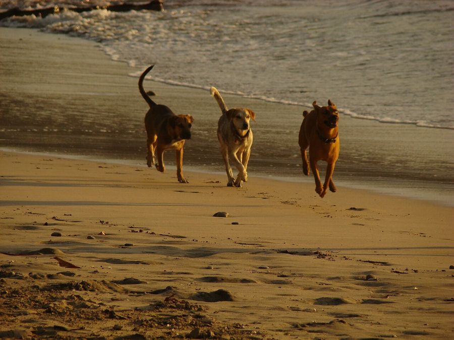 Playa Nosara